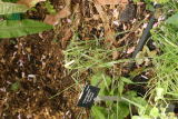 Calamagrostis x acutiflora 'Overdam' RCP7-2015 (28).JPG